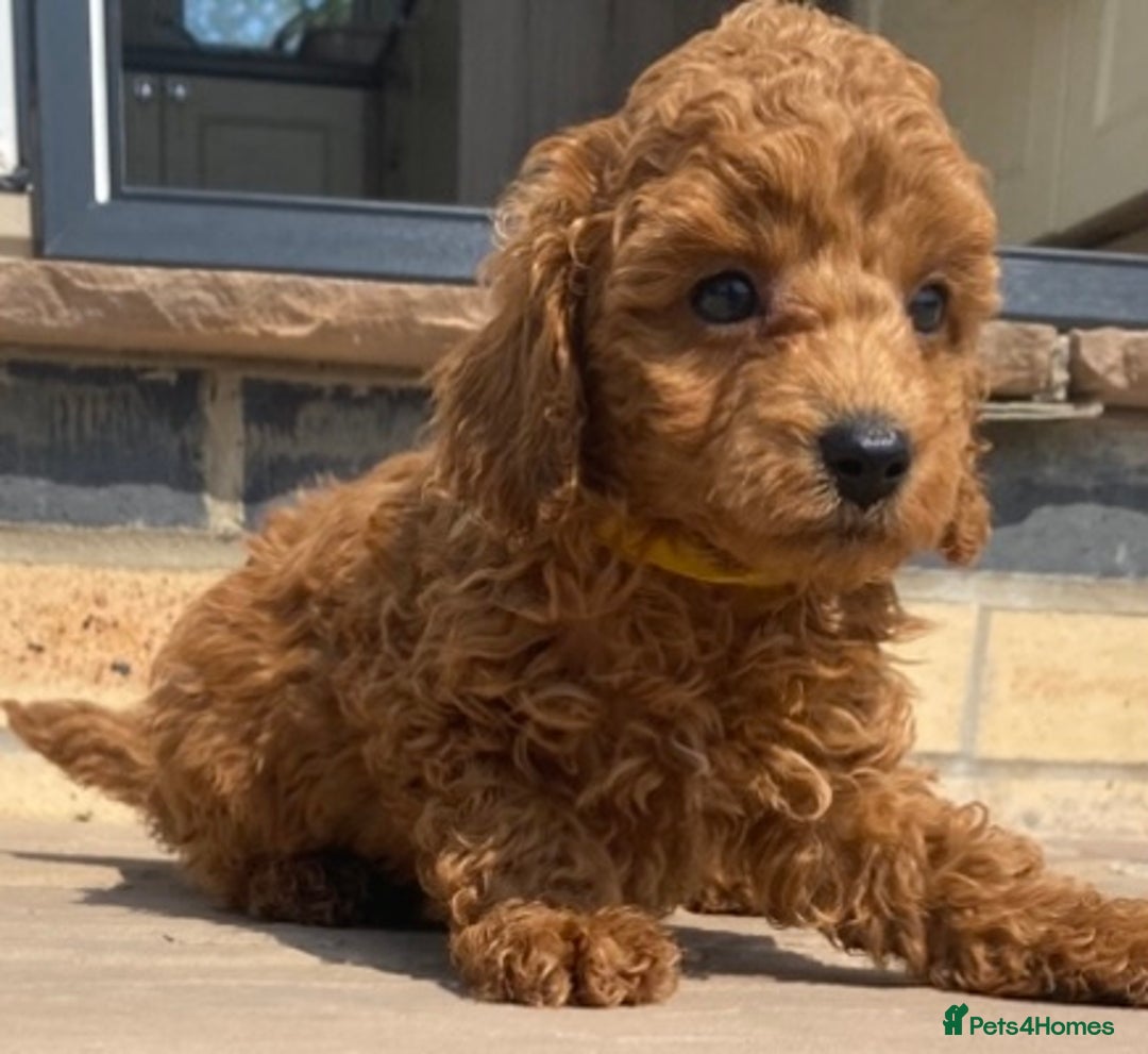 Toy Poodle dogs for sale: 🐶❤️ KC Registered Red Toy Poodle Puppies ❤️🐶 - Image 9