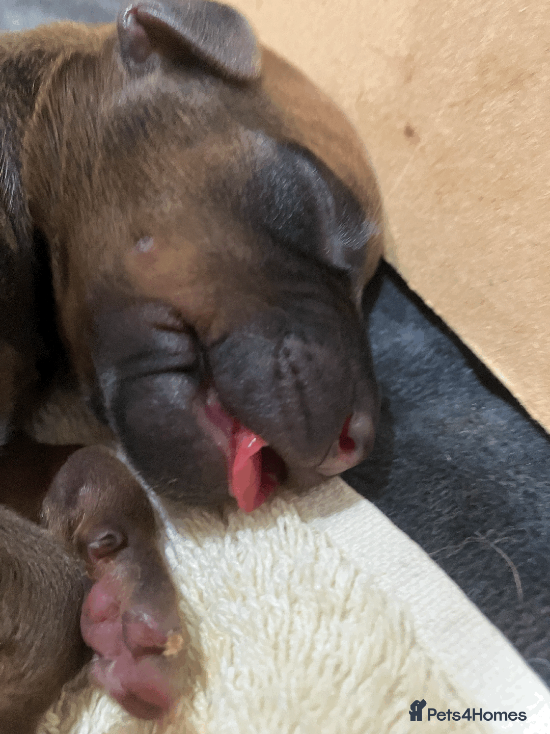 Rhodesian Ridgeback dogs for sale: * CUTENESS ALERT * READY END OF JANUARY - Advert 10