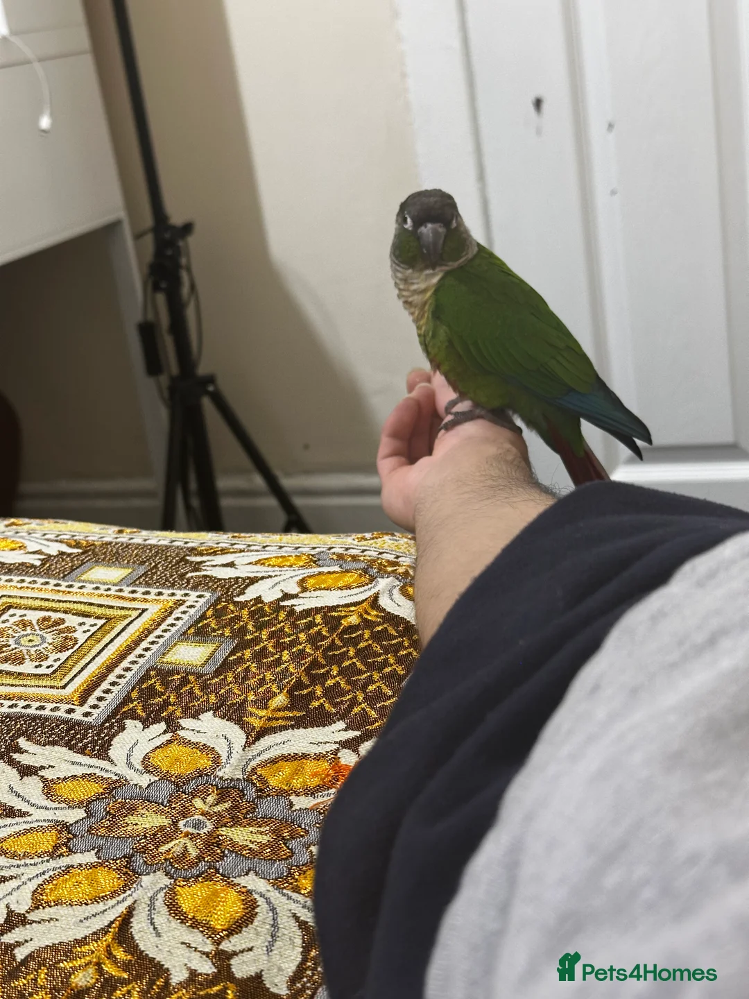 Conures birds for sale: Hand-reared Green Cheek Conure 🦜 - Advert 4