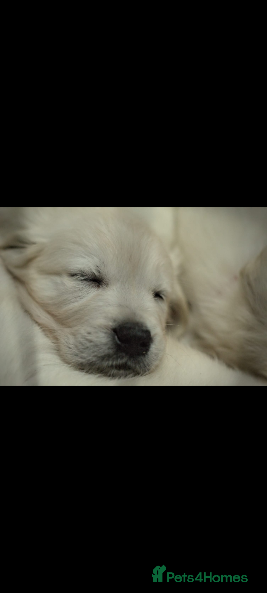 Golden Retriever dogs for sale: Golden retriever puppies for sale  - Advert 6