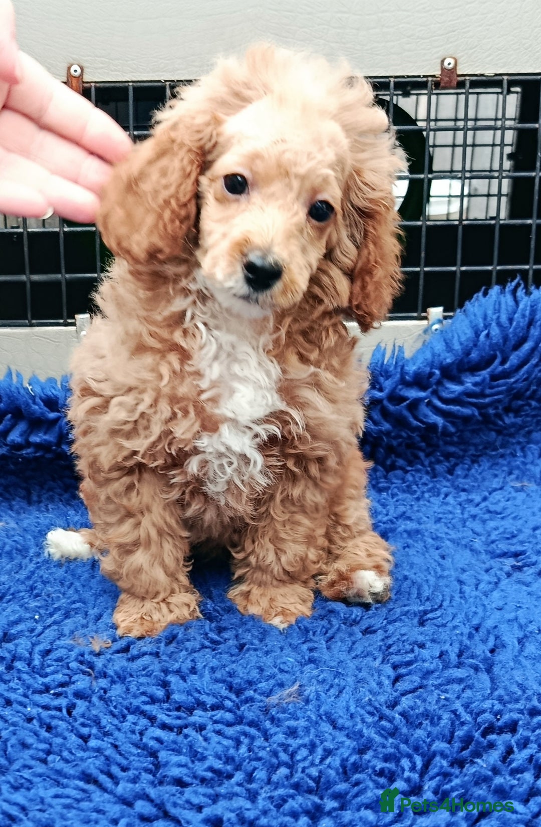 Toy Poodle dogs for sale: STUNNING TOY POODLES KC REG HEALTH TESTED  - Image 8