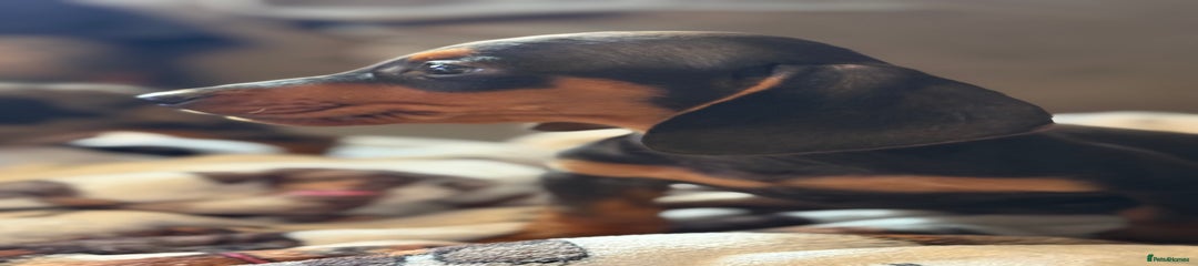 Miniature Dachshund Puppy 1