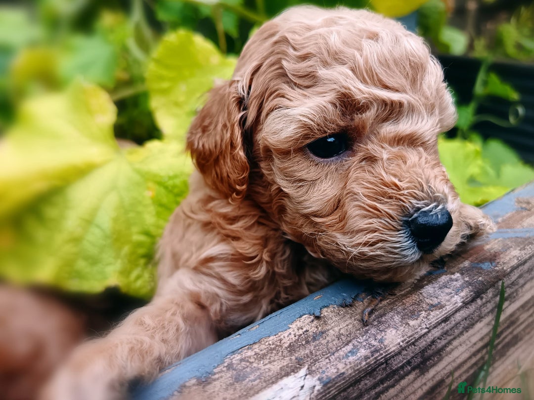 Toy Poodle dogs for sale: Charming Toy Poodle Puppies - Image 8