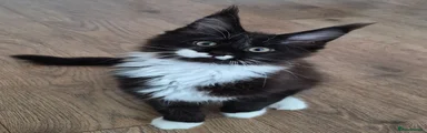 Maine Coon Kitten 2
