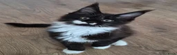 Maine Coon cats for sale: XL maine coon kittens GCCF  - Advert 24