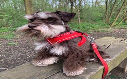 Miniature Schnauzer dogs for stud: KC REG Chocolate & Tan Miniature Schnauzer Stud - Image 3