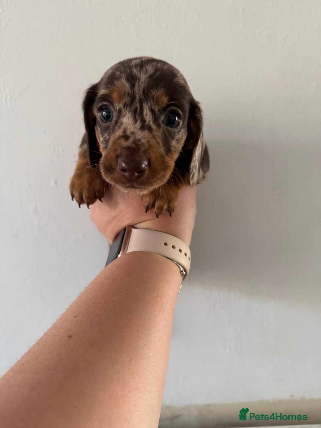 Miniature Dachshund dogs for sale: miniature dachshund puppies for sale - Advert 2