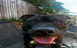 Mixed Breed dogs for sale: Beautiful, Loving Dog Needs Safe and Calm Home  - Image 9