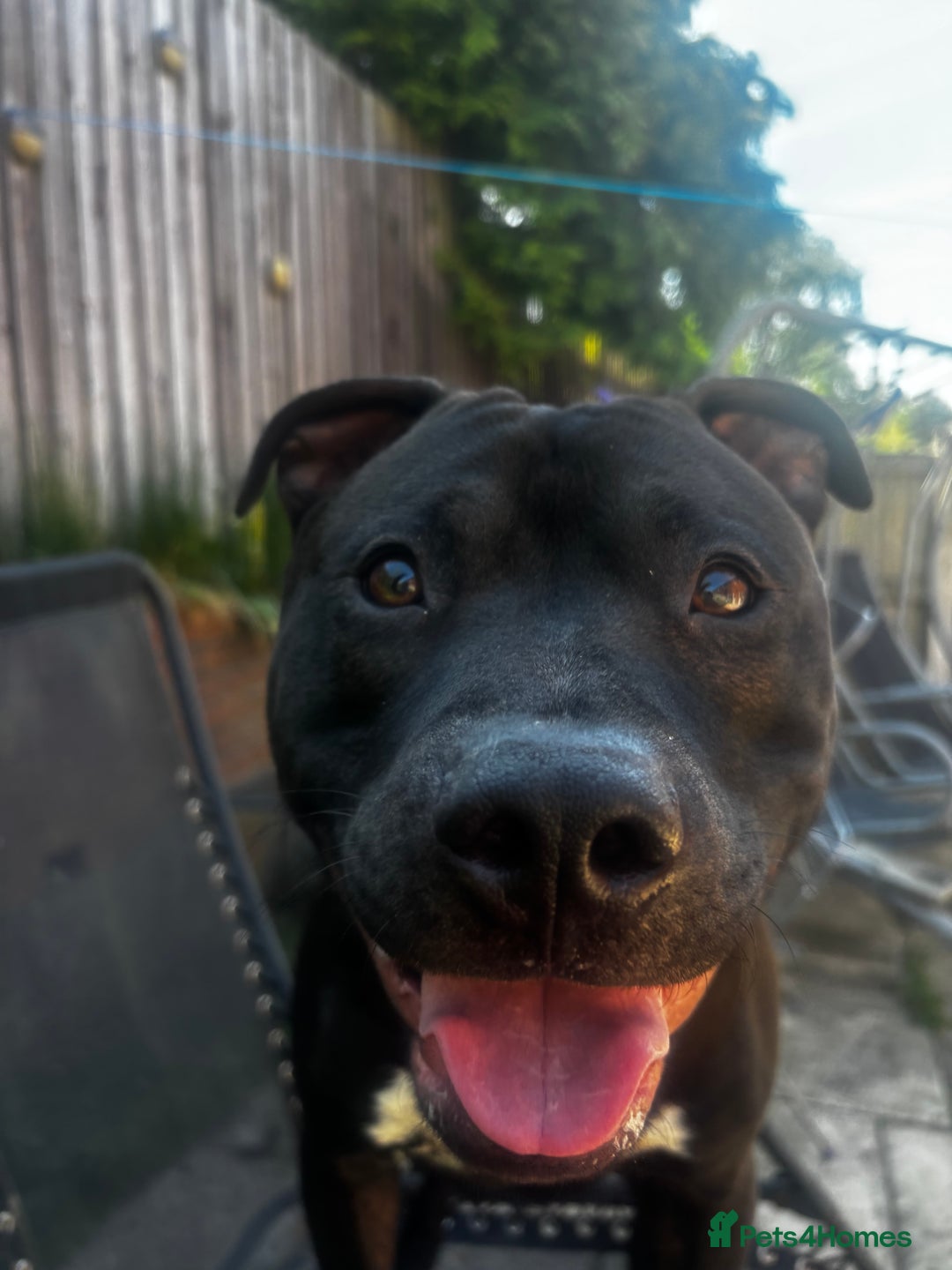 Mixed Breed dogs for sale: Beautiful, Loving Dog Needs Safe and Calm Home  - Image 9