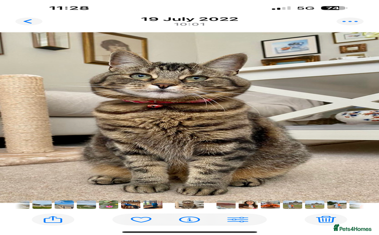 British Shorthair cats - Advert 12