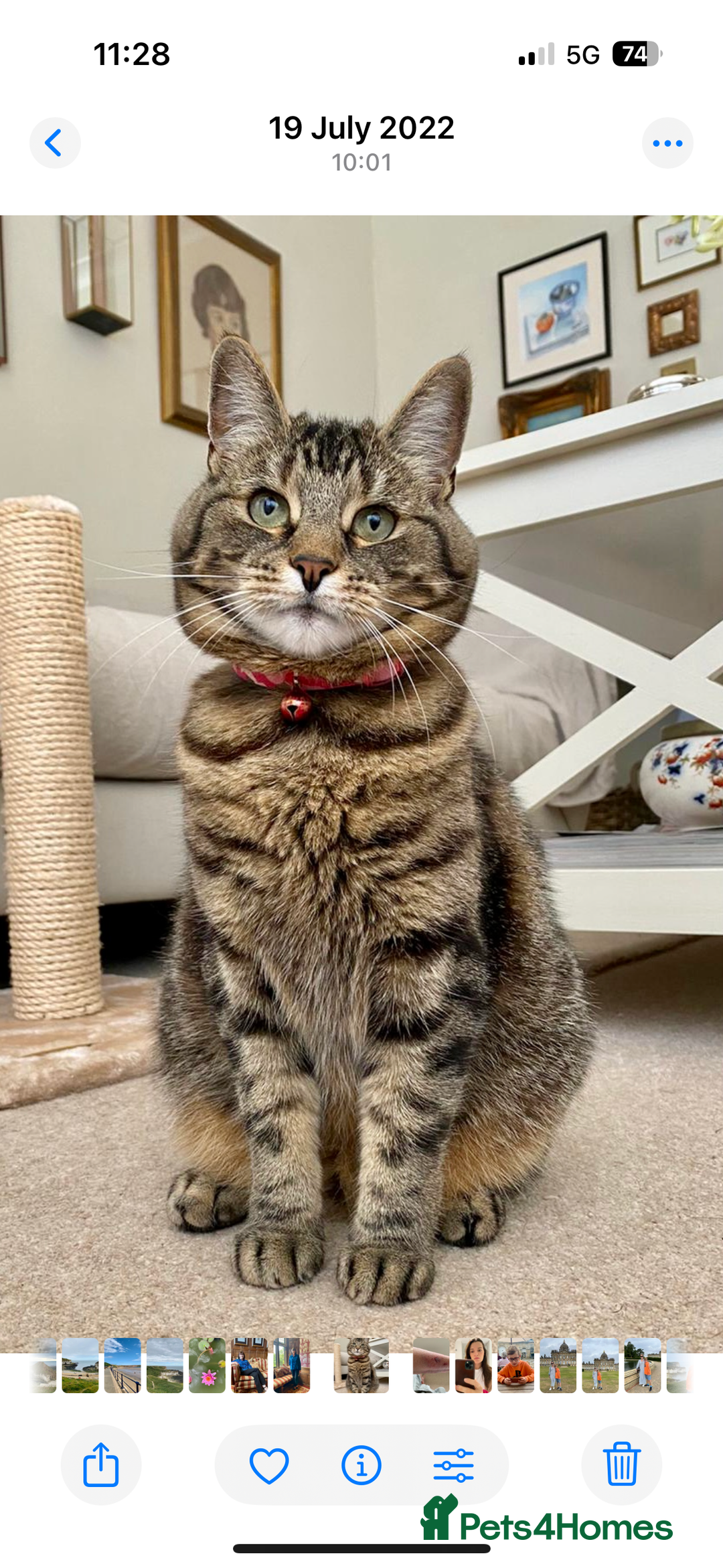British Shorthair cats for sale: Tabby neutered female cat - Image 1