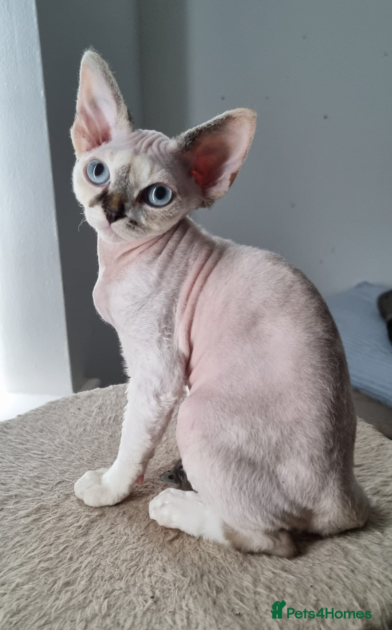 Devon Rex cats Beautiful Devon Rex Girls Available - Advert 2