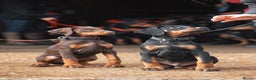 Dobermann dogs for sale: WAITLIST 2026 CEZARBLUE 5 STAR LICENSED ⭐️  - Advert 21