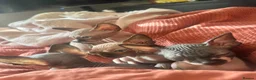 Sphynx cats for sale: Beautiful sphinx kittens  - Advert 10