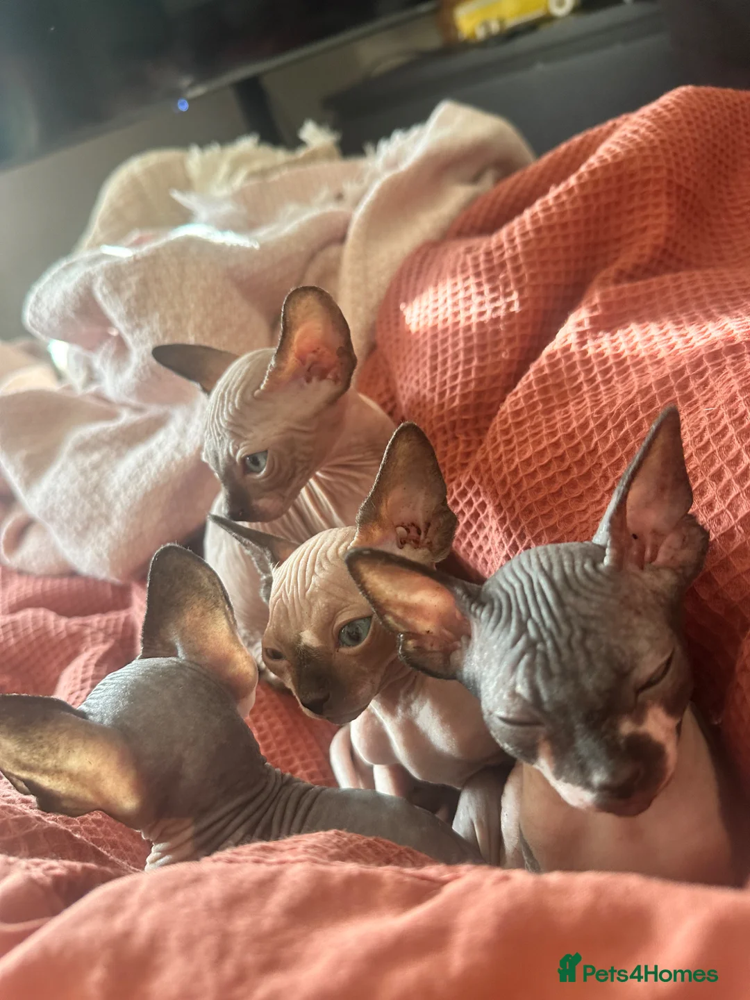 Sphynx cats for sale: Beautiful sphinx kittens  - Advert 10