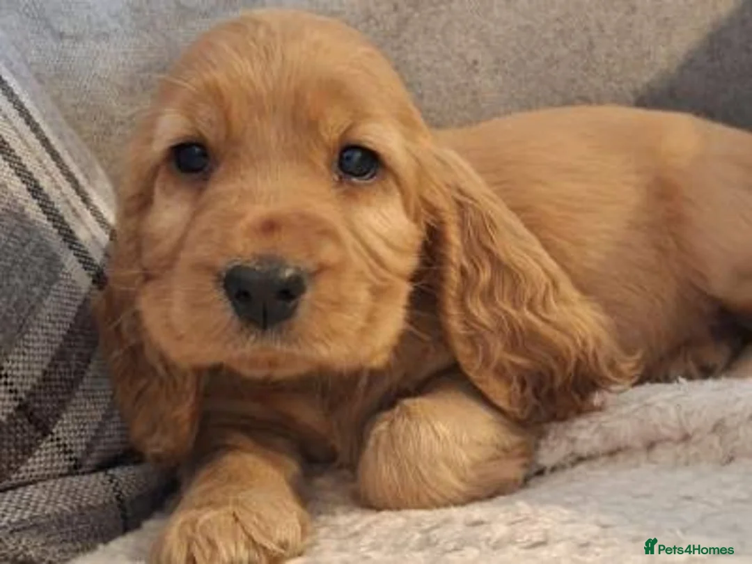 American Cocker Spaniel dogs for sale: Golden spaniel - Advert 4
