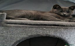 Mixed Breed cats for sale: Two beautiful kittens - Image 1