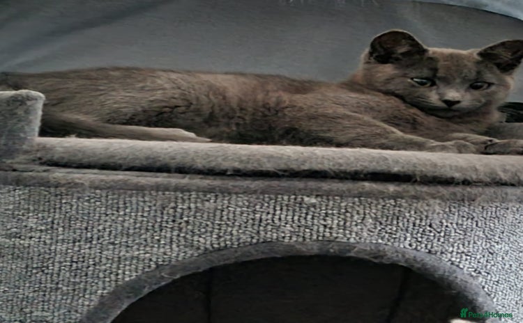 Mixed Breed cats - Advert 7