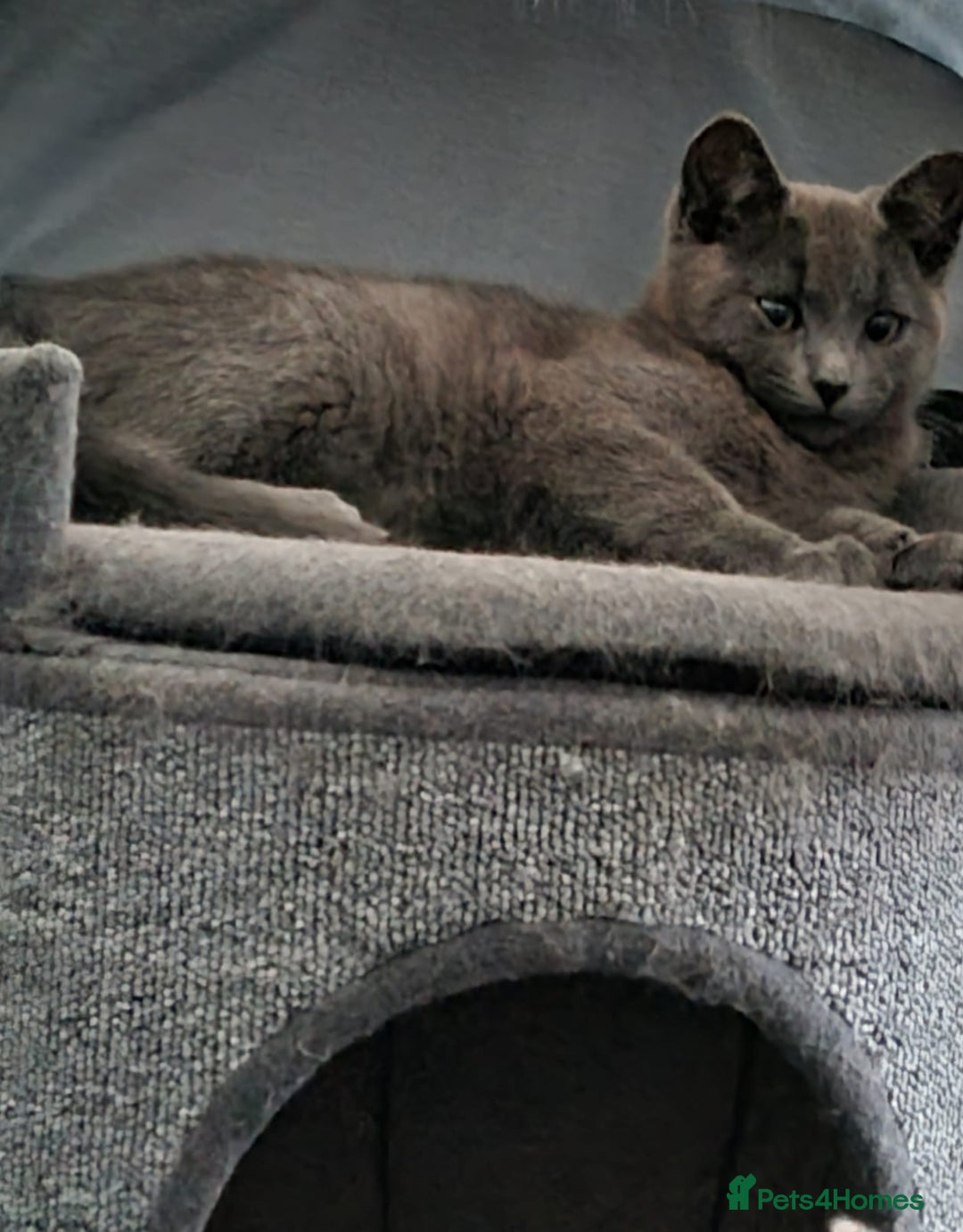 Mixed Breed cats for sale: Two beautiful kittens - Image 1