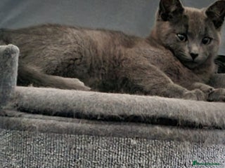Mixed Breed cats - Advert 11