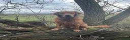 Golden Retriever dogs for stud: Gorgeous red golden retriever for stud - Advert 3