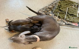 Miniature Dachshund dogs for sale: Miniature dachshund puppies - Image 3