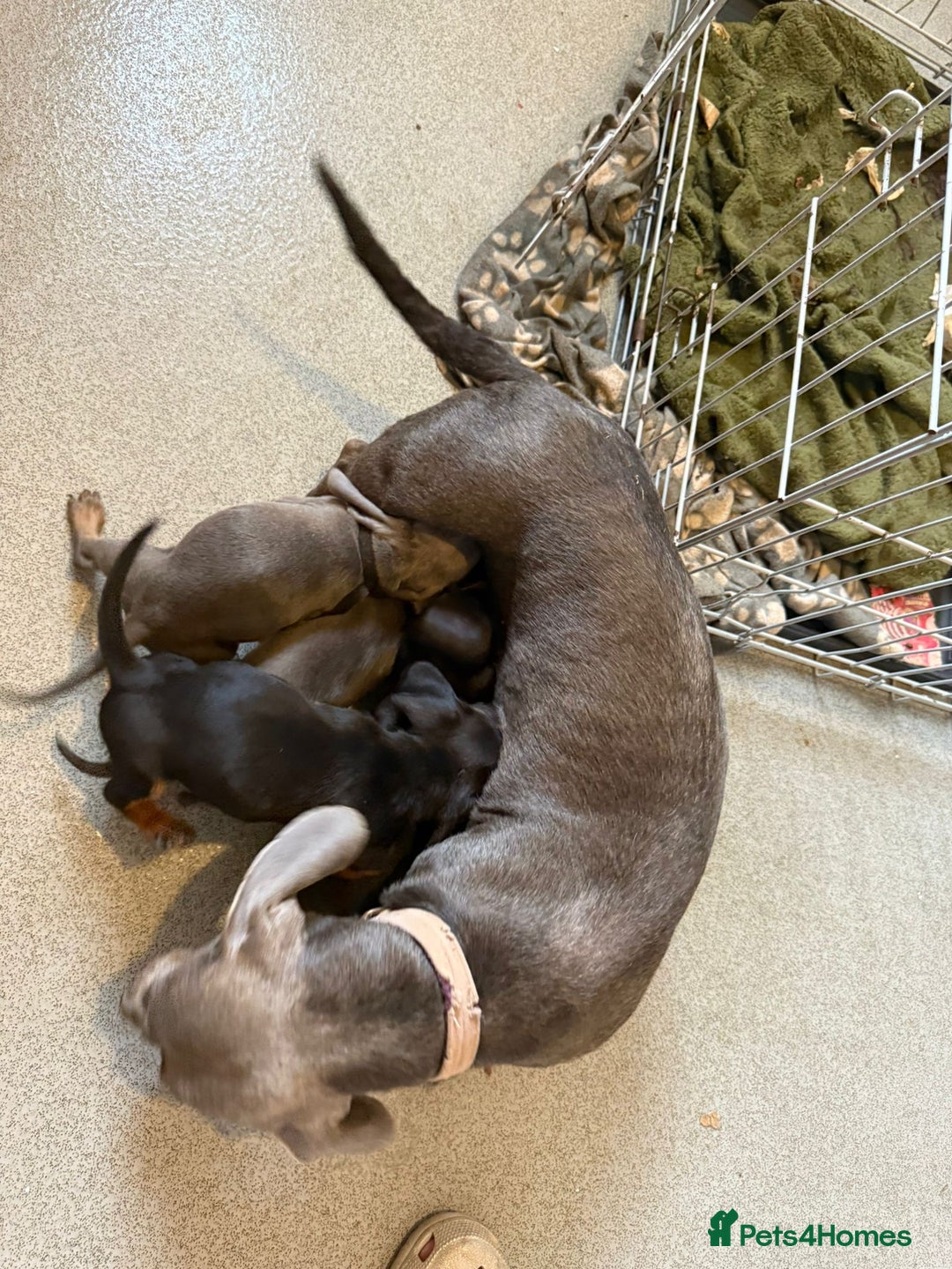 Miniature Dachshund dogs for sale: Miniature dachshund puppies - Image 3