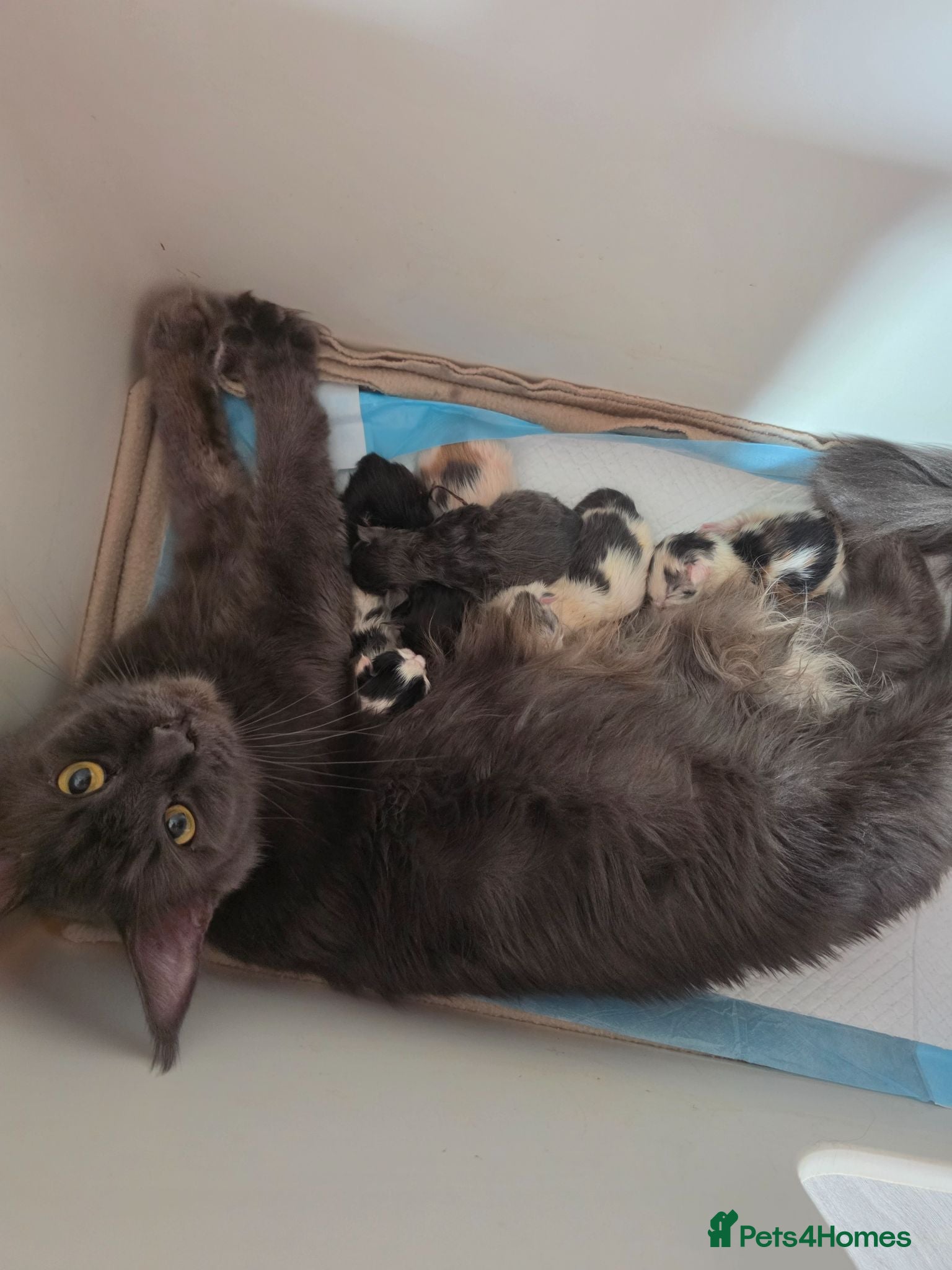 Maine Coon cats TICA REGISTERED STUNNING KITTENS  - Advert 17