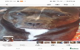 Mixed Breed dogs for sale: FRENCH BULLDOG X STAFFY  - Image 24
