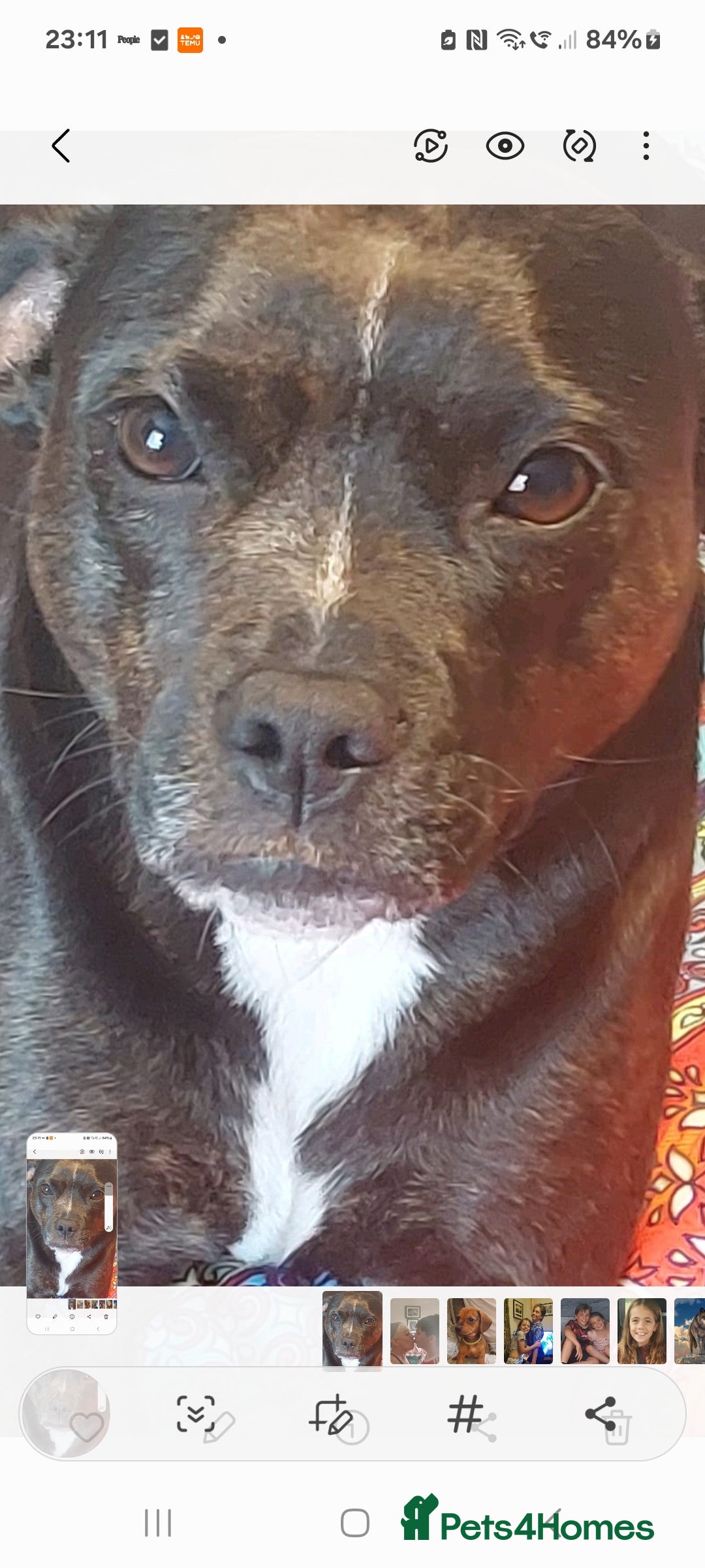 Mixed Breed dogs for sale: FRENCH BULLDOG X STAFFY  - Image 24