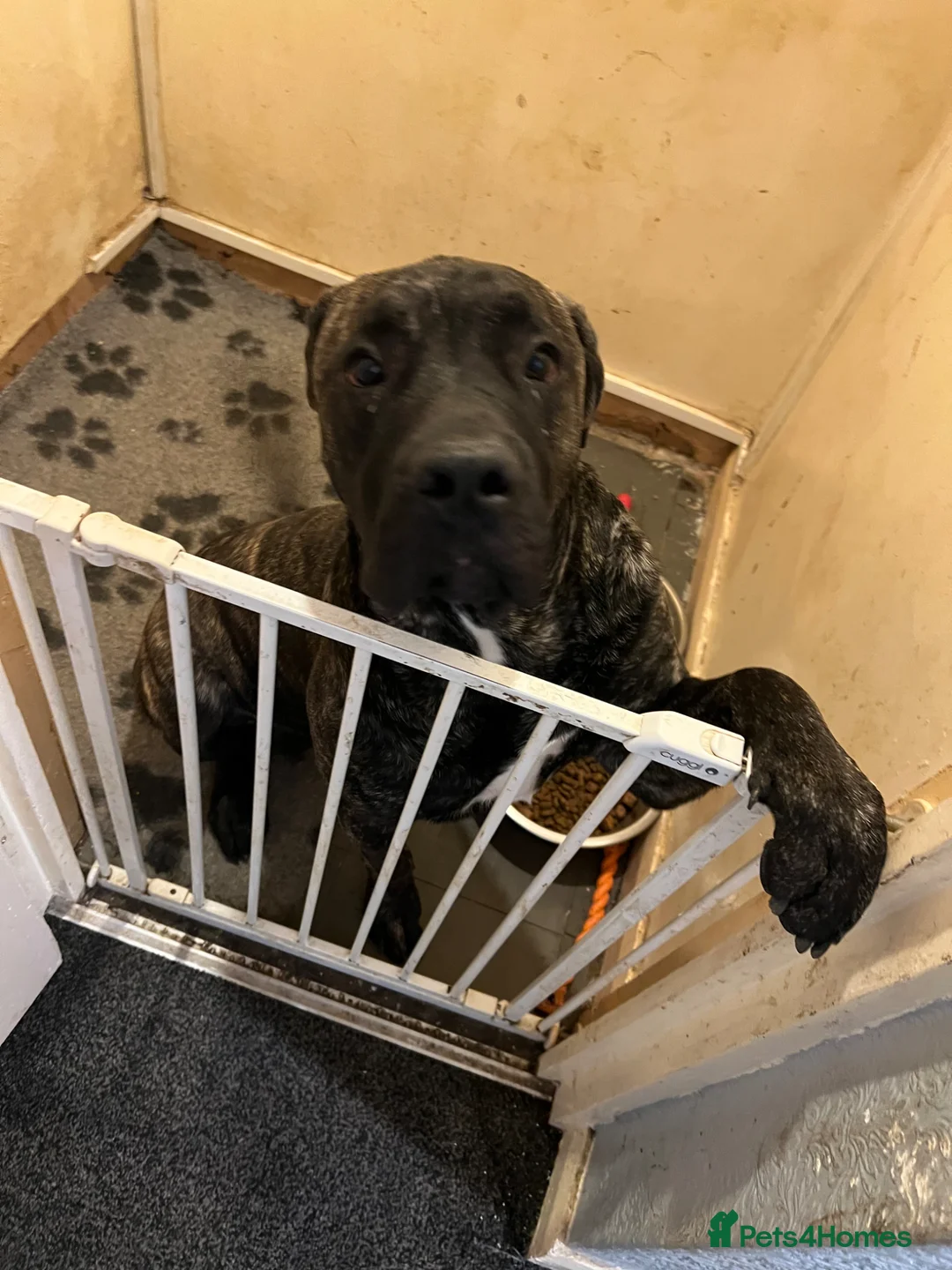 Mixed Breed dogs for sale: Cane Corso x presa  in Rotherham - Advert 2