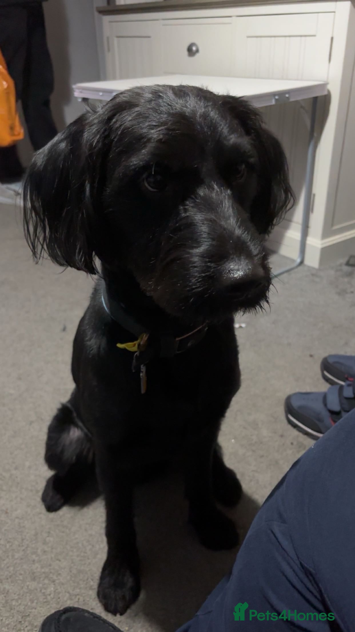 Labradoodle dogs Beautiful Black Labradoodle - Advert 3