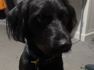 Labradoodle dogs Beautiful Black Labradoodle - Advert 7