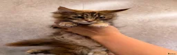 Maine Coon cats for sale: TICA Registered Maine Coon Kittens - Advert 3