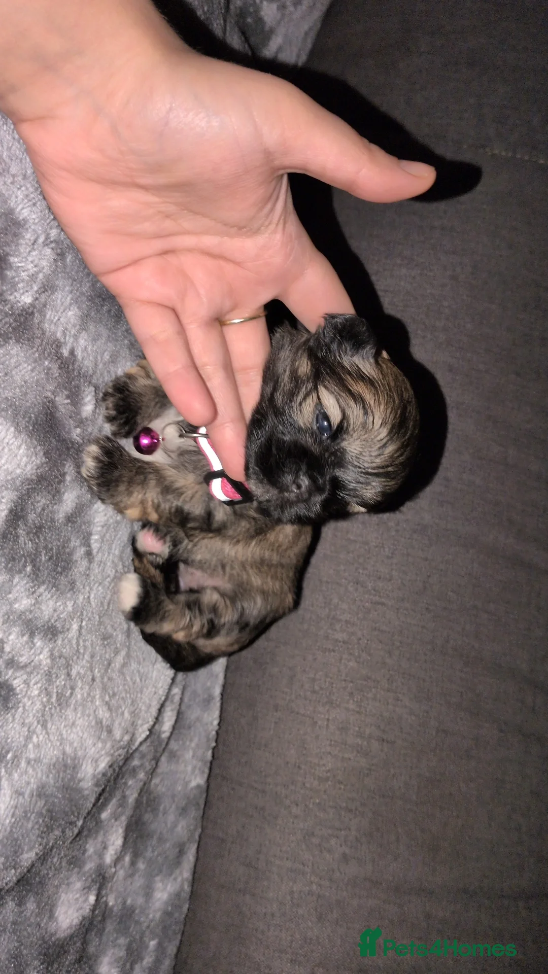 Lhasa Apso dogs 4 Beautiful beautiful Lhasa Apso Babies For Sale  - Advert 10