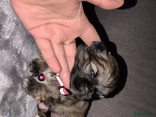 Lhasa Apso dogs 4 Beautiful beautiful Lhasa Apso Babies For Sale - Advert 10