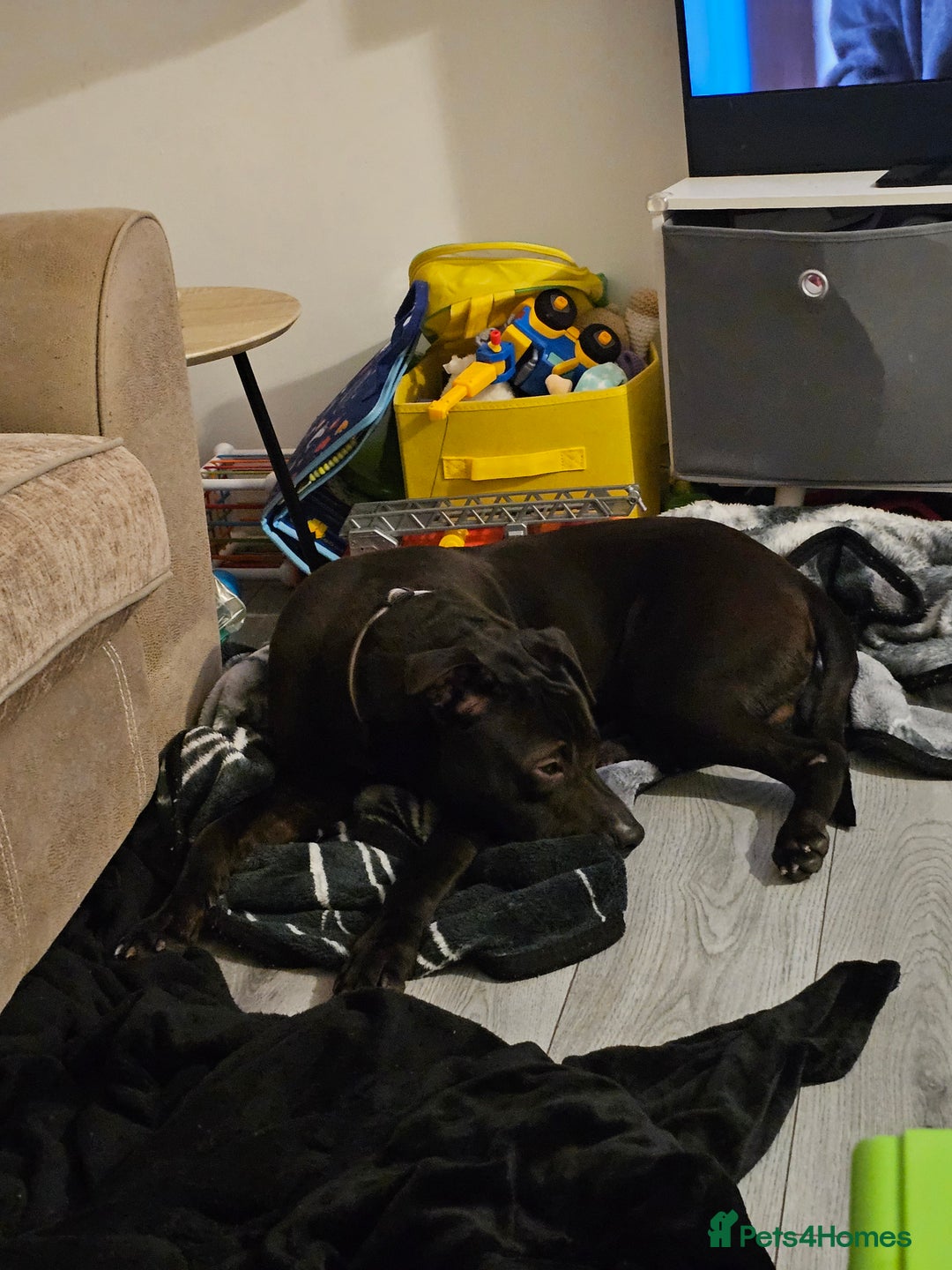 Mixed Breed dogs for sale: Mixed breed for sale - Advert 6