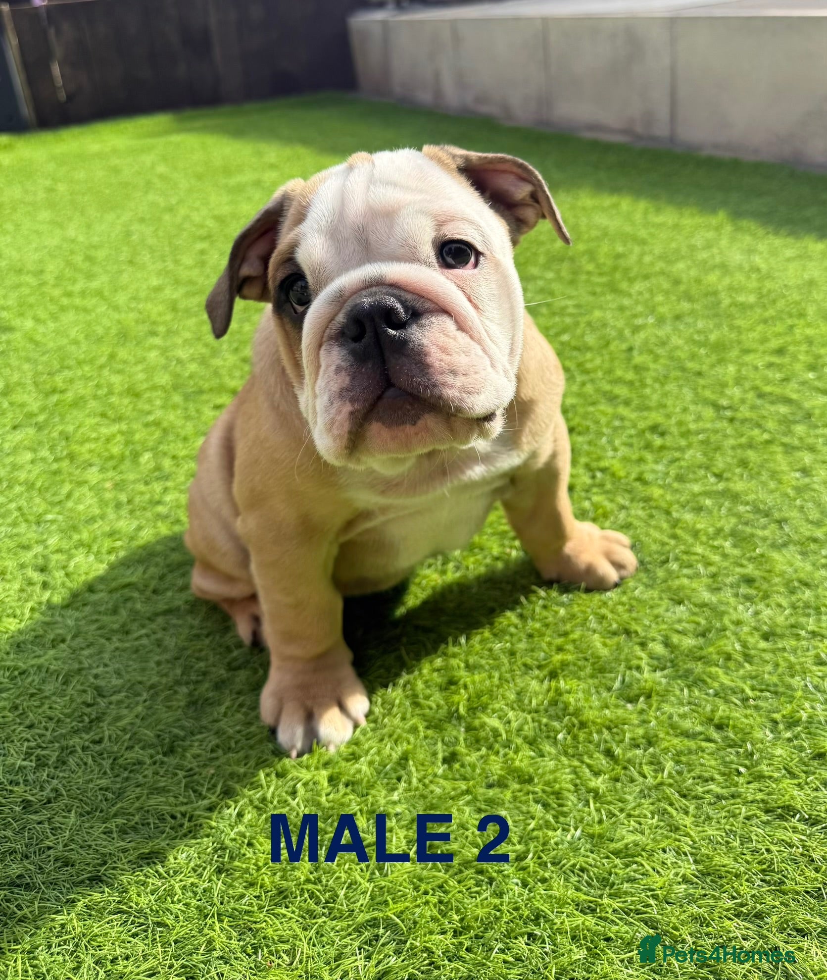 English Bulldog dogs Elite KC Red Bulldogs  - Advert 2