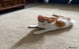 Mixed Breed cats for sale: Kittens for sale - Image 11