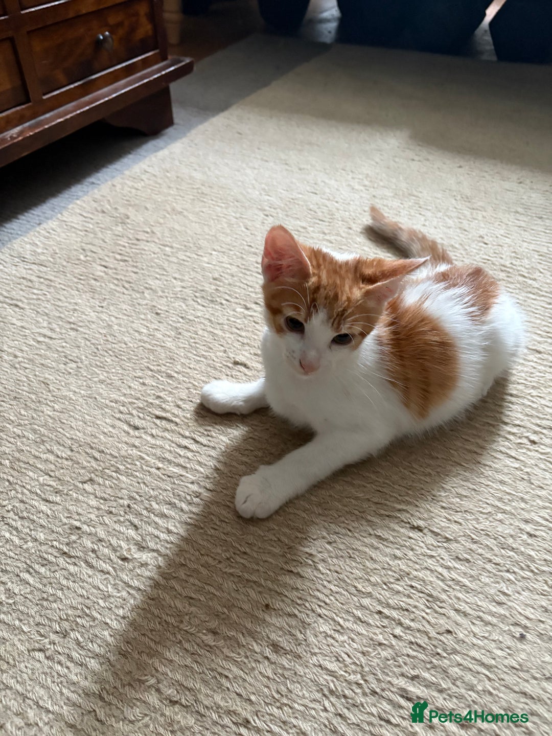 Mixed Breed cats for sale: Kittens for sale - Image 11