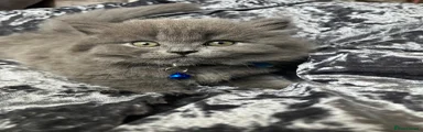 British Shorthair Kitten 1