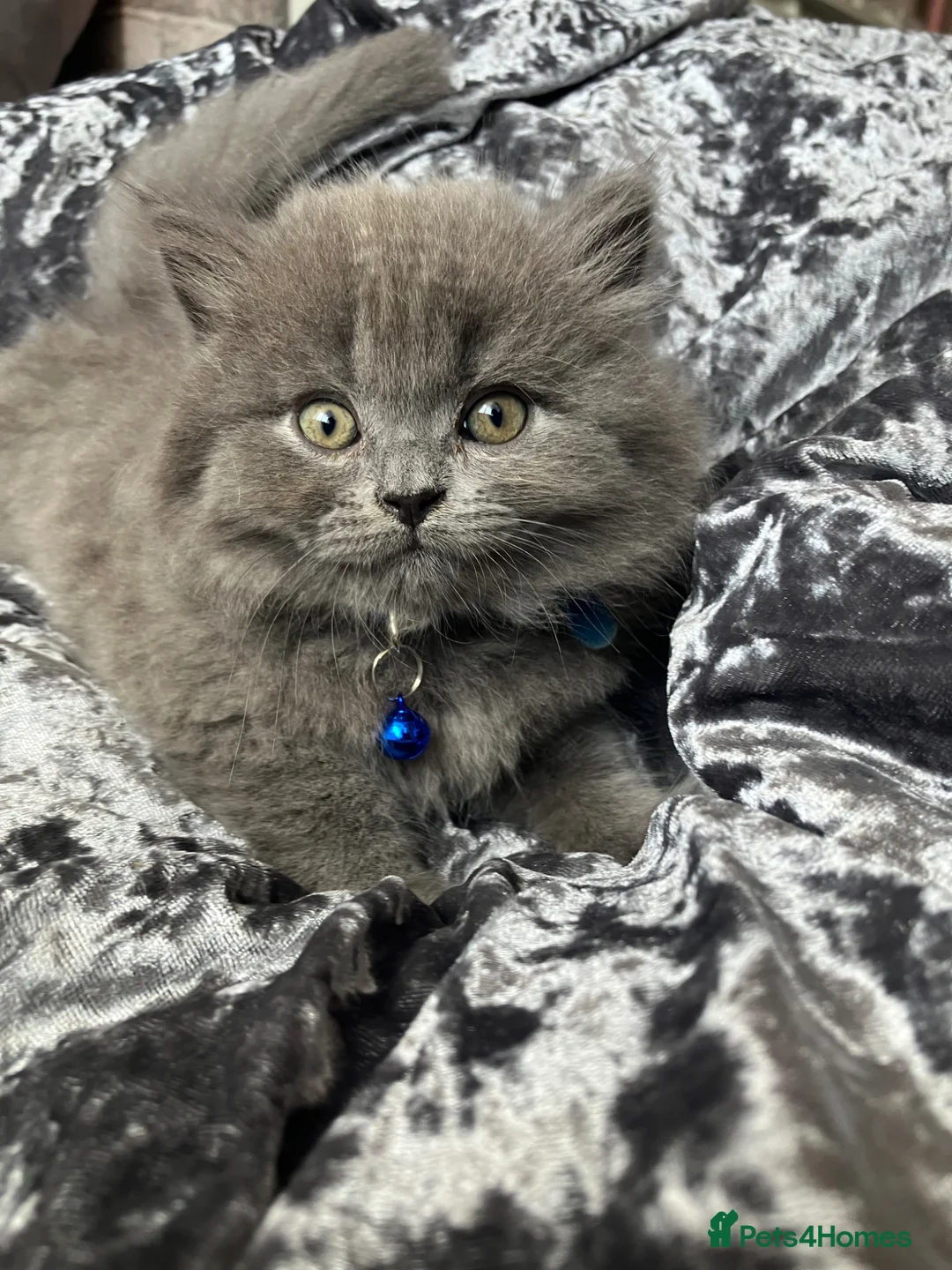 British Shorthair cats for sale: 💙 British shorthair 🩷 - Advert 7