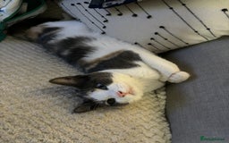 Domestic Shorthair cats for sale: Winnie - Image 5