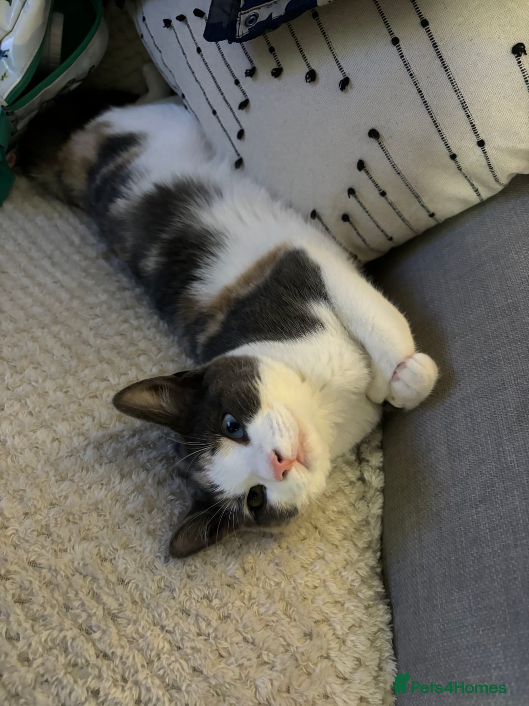 Domestic Shorthair cats for sale: Winnie - Image 5