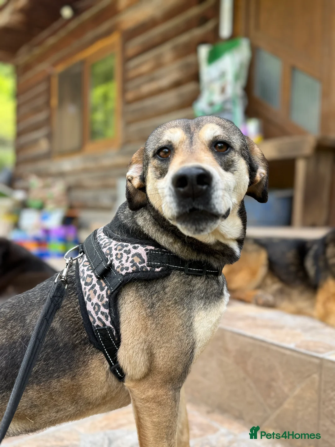 Mixed Breed dogs for adoption: Pogo is looking for a family  in Coventry - Advert 2