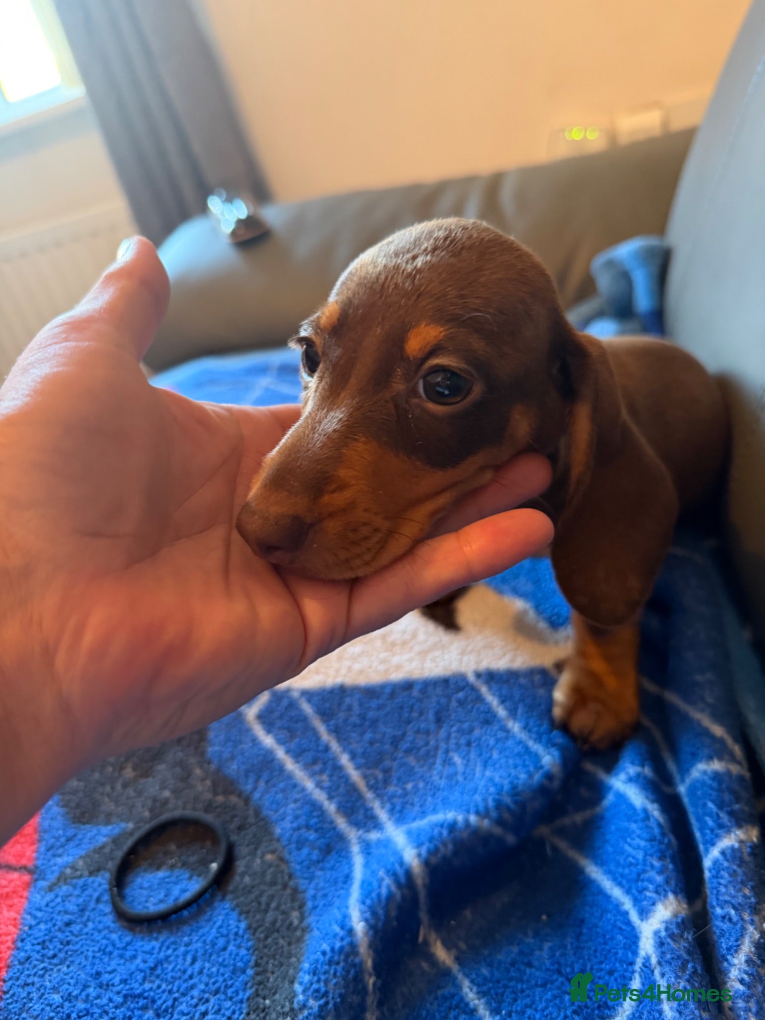Miniature Dachshund dogs Miniature Dachshunds puppies - Advert 1