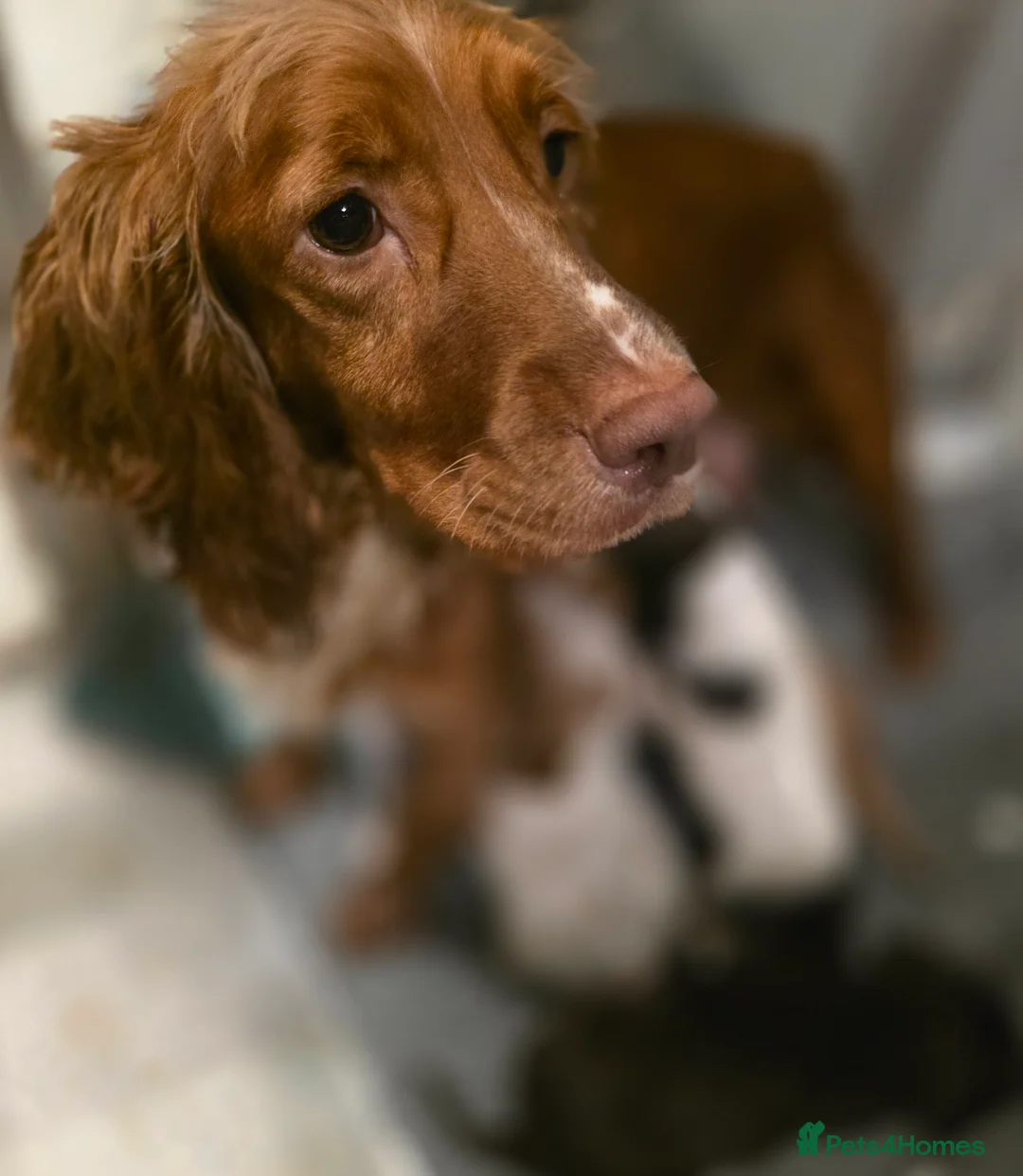 Cocker Spaniel dogs for sale: Beautiful Working cocker spaniel puppies - Advert 6