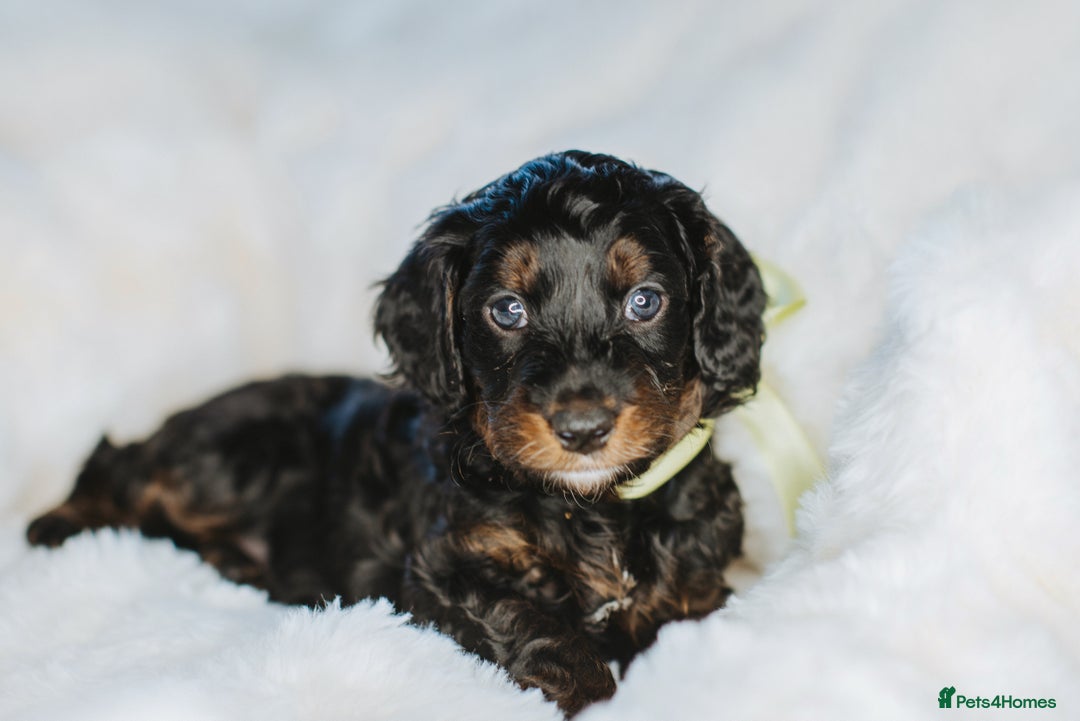 Cockapoo dogs for sale:  READY NOW!! 💙🐶💙2 boys Amazing F1b Cockapoos  - Advert 27