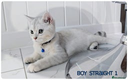 Scottish Fold cats for sale: Scotish Fold Kittens (Delivery available) - Image 7