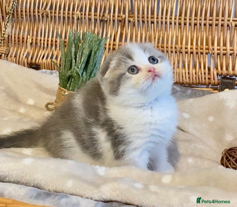 Scottish Fold cats 🧸😻CHAMPION LINE TICA ACTIVE SCOTTISH/BSH😻🧸 - Advert 2
